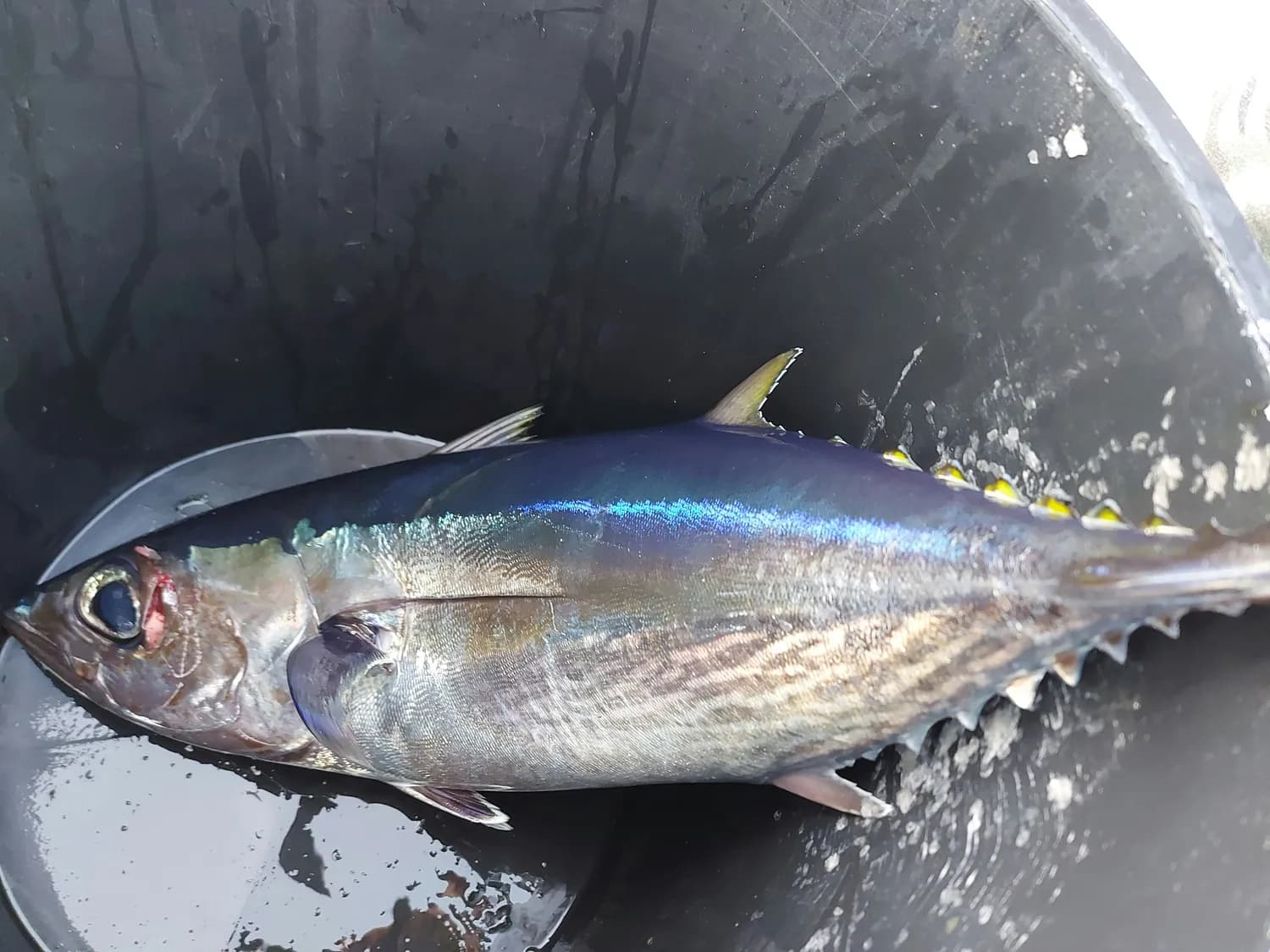 蓝鳍金枪鱼：吃货们的新宠？