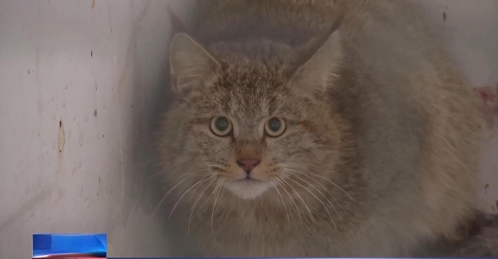 听说过荒漠猫吗？这种独特的“喵星人”有你想不到的大本领