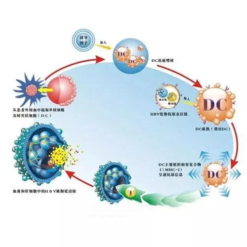 乙肝两对半的五项指标各有什么意义