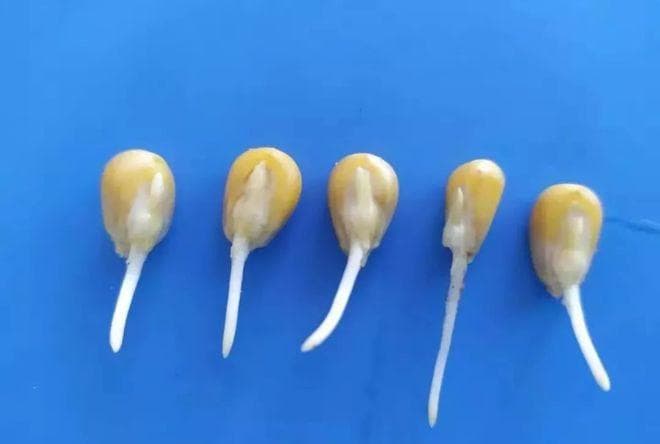 见证‖玉米发芽全过程