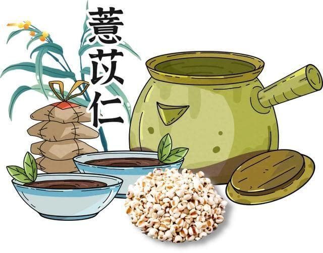 从《本草纲目》到餐桌：薏苡仁的全方位解读