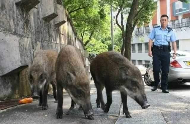 野猪入侵频发，城市农村均受影响，专家解析野猪泛滥原因