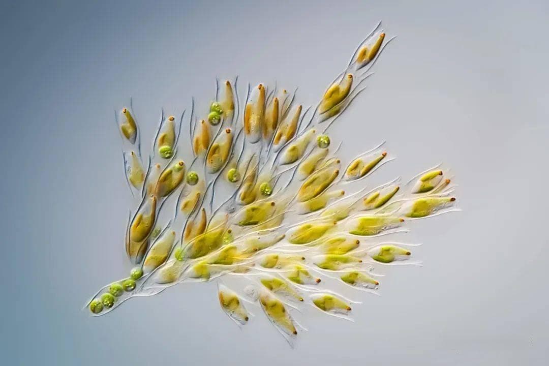 像素越高越清楚？这次真正理解画质与像素关系