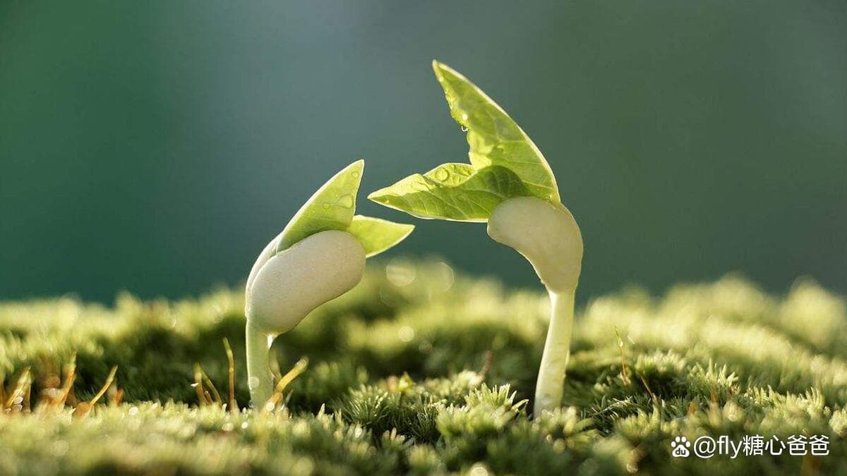 探索生命的意义：人为何而生？