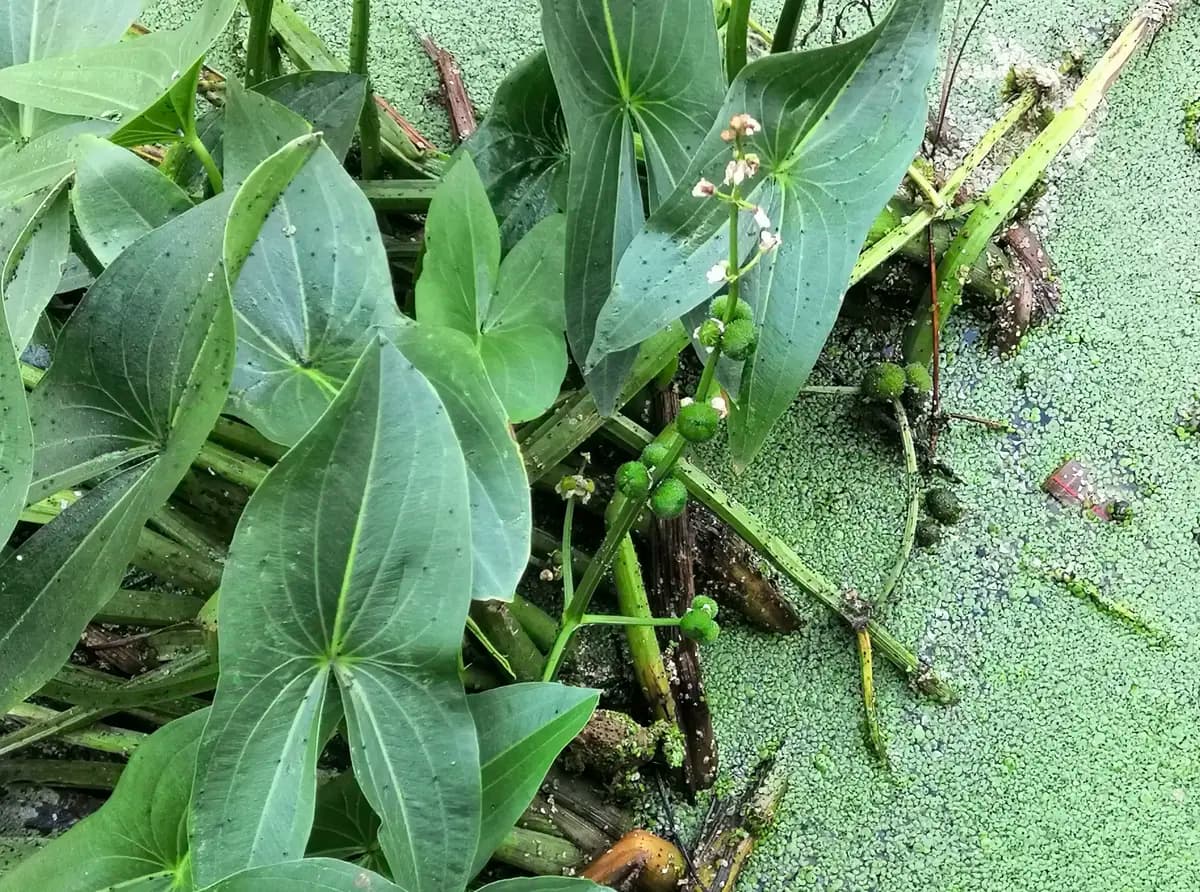 慈姑：一种常见的水生植物与传统中药材