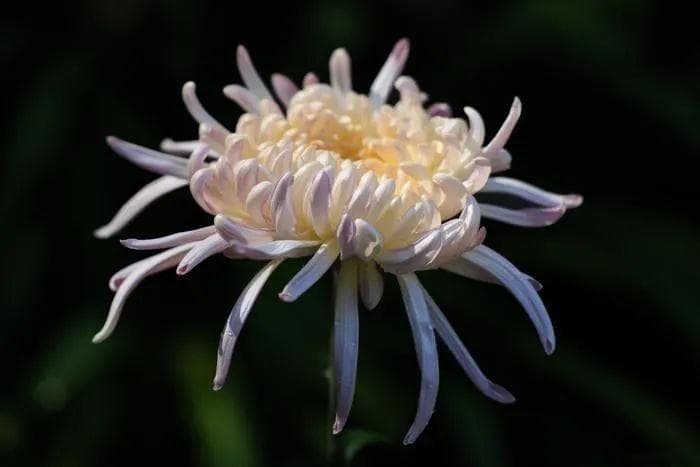 菊花：季秋之月，鞠（菊）有黄华；花语【长寿、吉祥、尊敬】，象征着高洁、真诚和长寿
