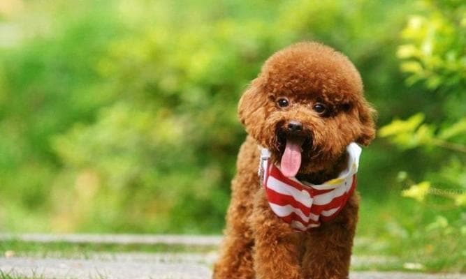 狗狗突然咳嗽怎么办？原因分析与处理方法全攻略