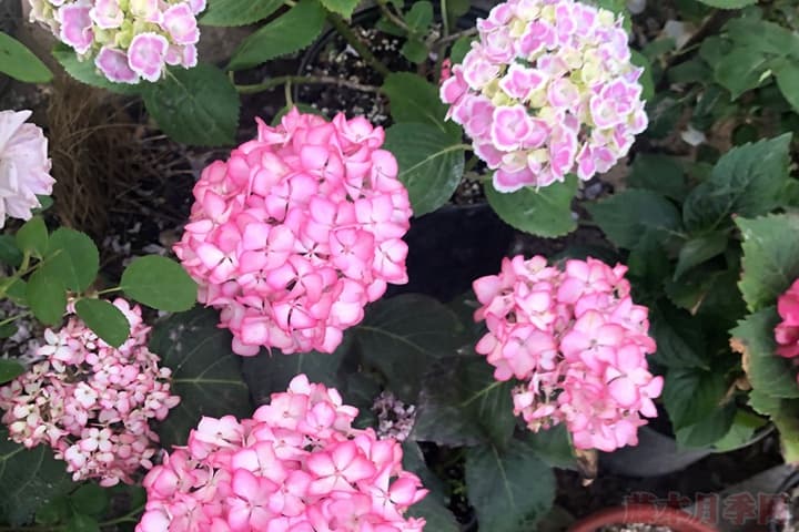 绣球花的花语：不同颜色的花语解读