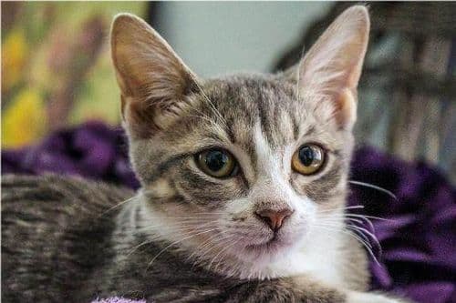 猫咪拉肚子诊断与治疗指南