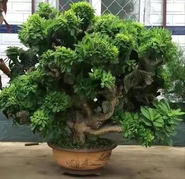 四种外表丑陋但气场强大的花，种植在家中，空气质量逐渐提升