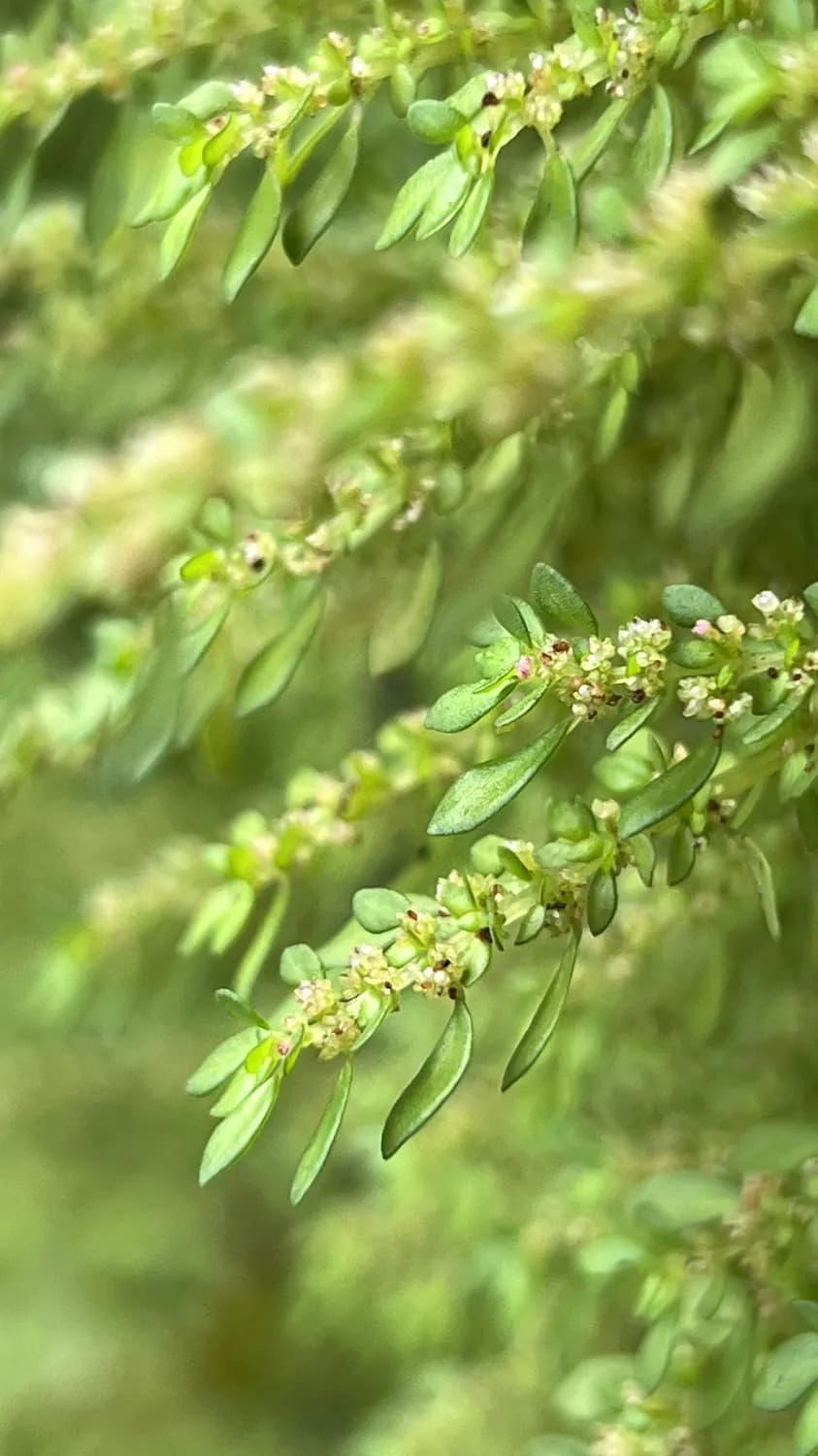 火麻油：来自长寿之乡的抗衰老密码