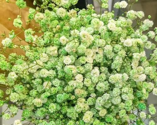 满天星的浪漫花语：从爱情到友谊的永恒象征
