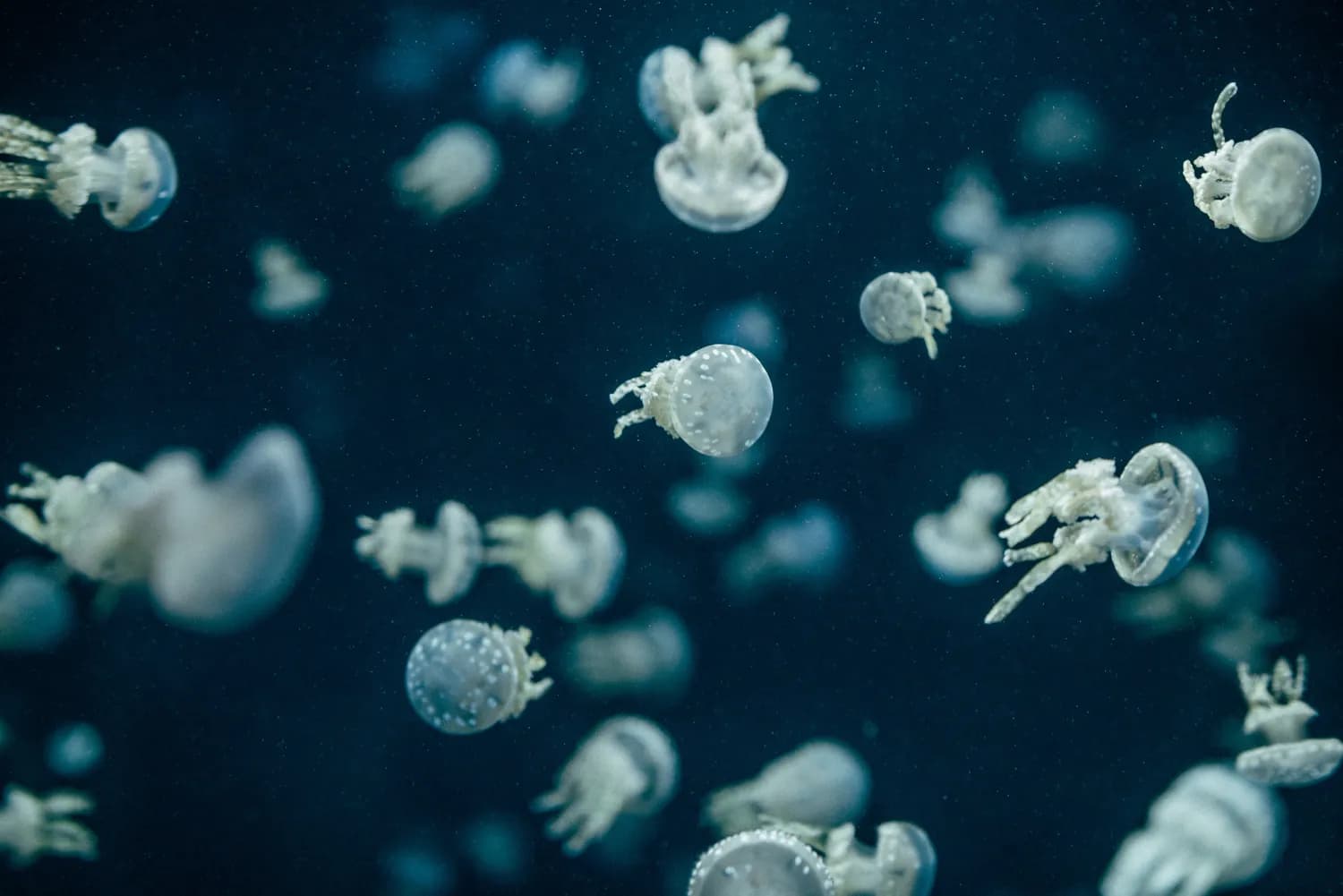 《海底小纵队》：一部培养孩子海洋意识的优秀动画