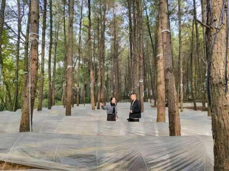 遵义林下经济蓬勃发展：从金线莲到板蓝根，生态优势转化为经济优势
