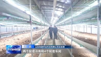 重大突破！昆明首次实现鸡枞菌人工培育