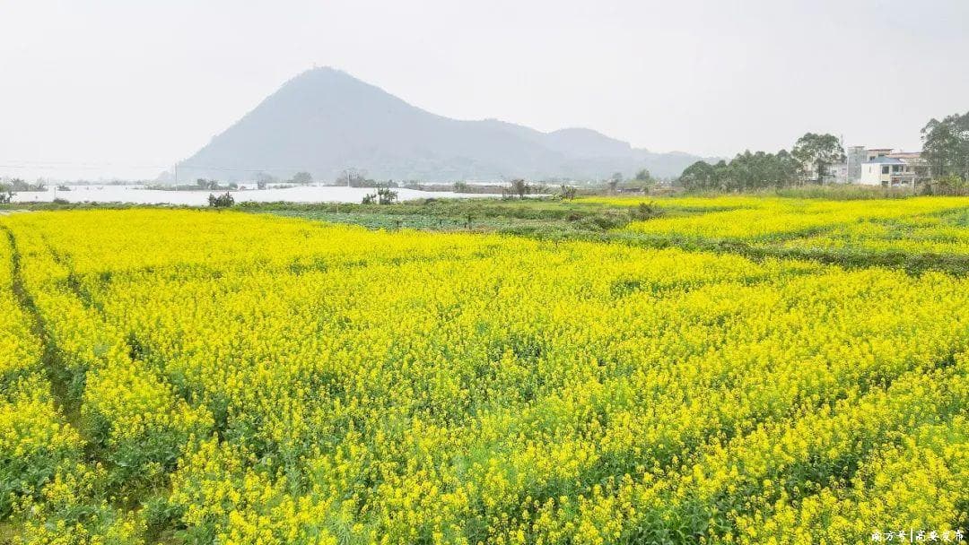 有“钱”途！在高要，油菜花还可以这样种→