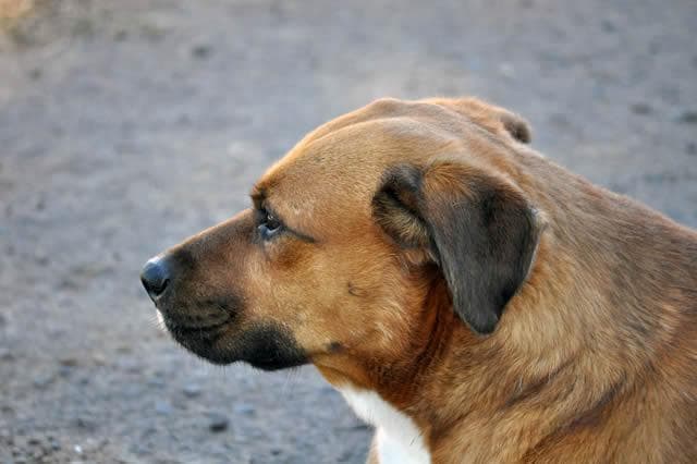 中华田园犬：中国本土犬种的前世今生
