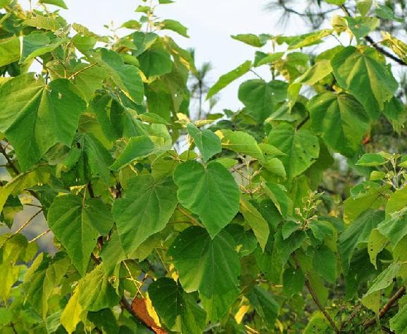 毛泡桐：花可观赏，叶可入药的多功能植物