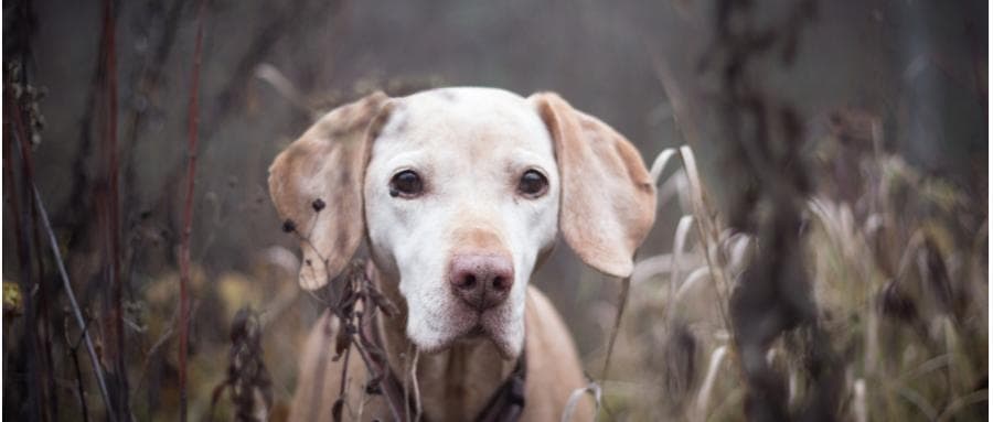FEDIAF关于老年犬的营养管理建议