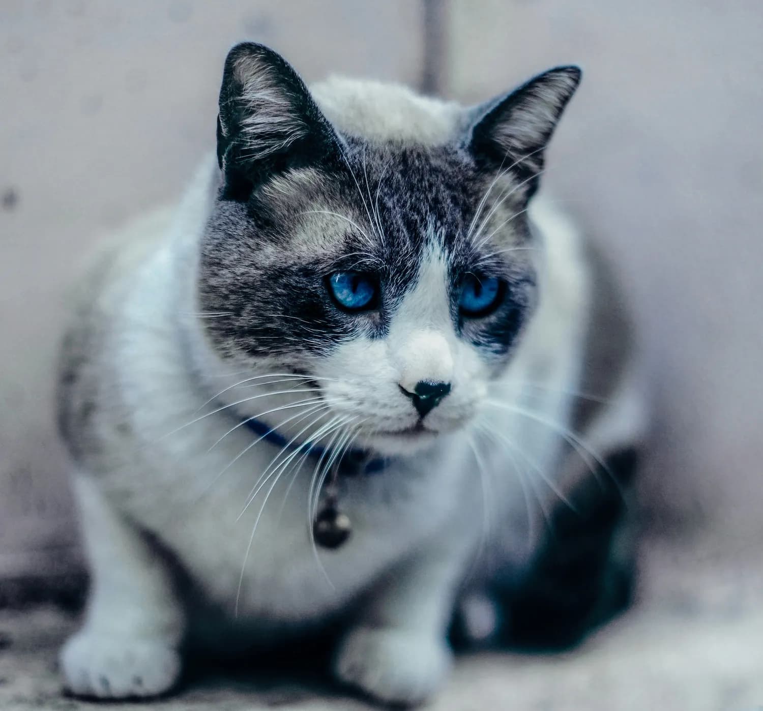 《我的汤姆猫2》萌宠养成秘籍