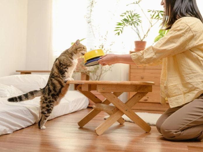 猫咪腹泻怎么办？兽医建议5种居家应对方法与判断何时应该就医治疗