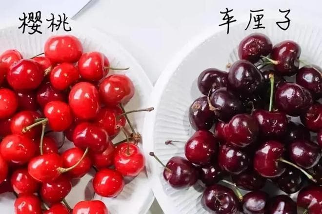 车厘子是樱桃的“豪华版”？营养、价格大揭秘
