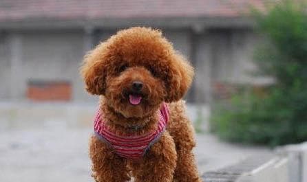 泰迪犬毛发护理全攻略：从梳毛到营养补充