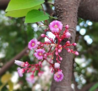 阳桃花：一种传统中药的详细解析