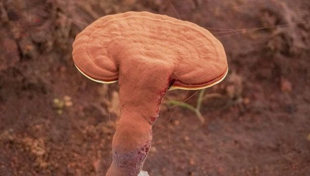 灵芝表面的粉末是什么？