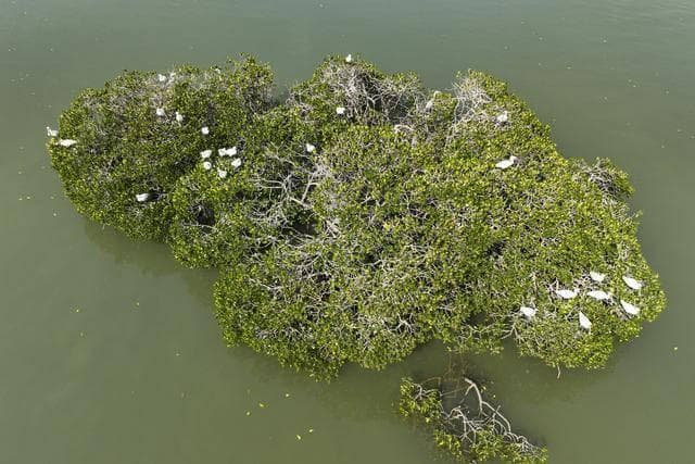 儋州湿地保护升级，黑脸琵鹭成冬日常客