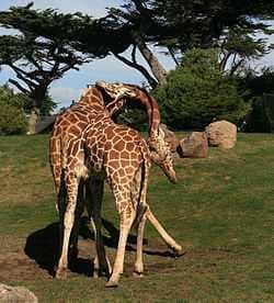 长颈鹿 Giraffe