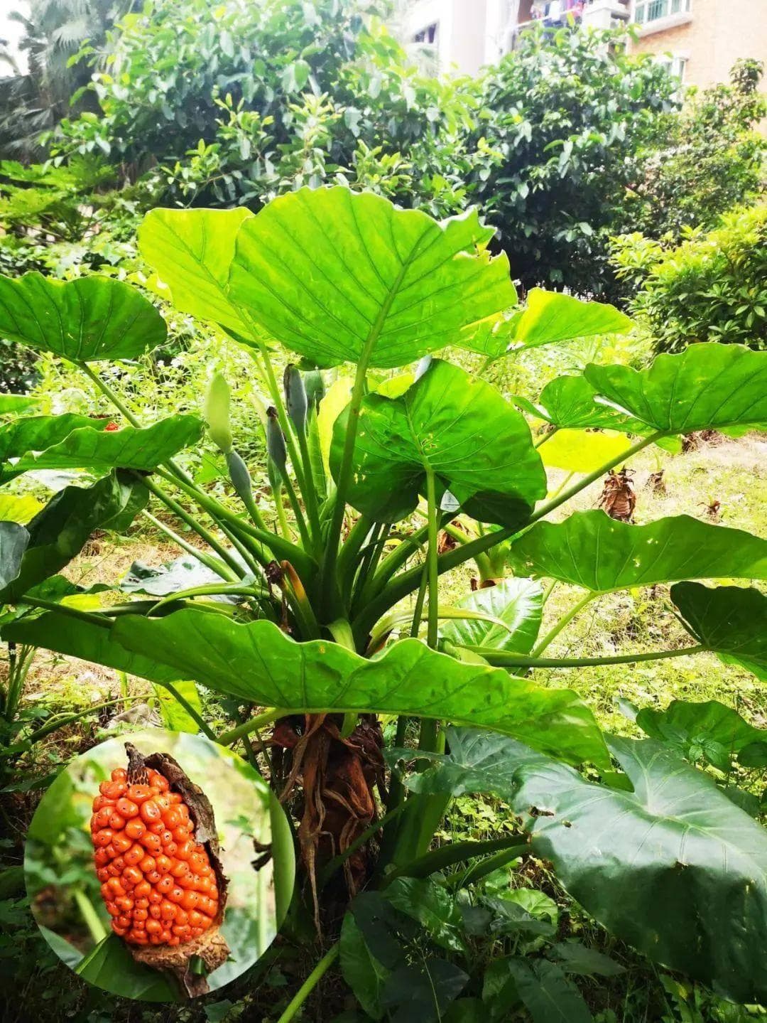 敲黑板！高仿“芋头”，别摘！别吃！！