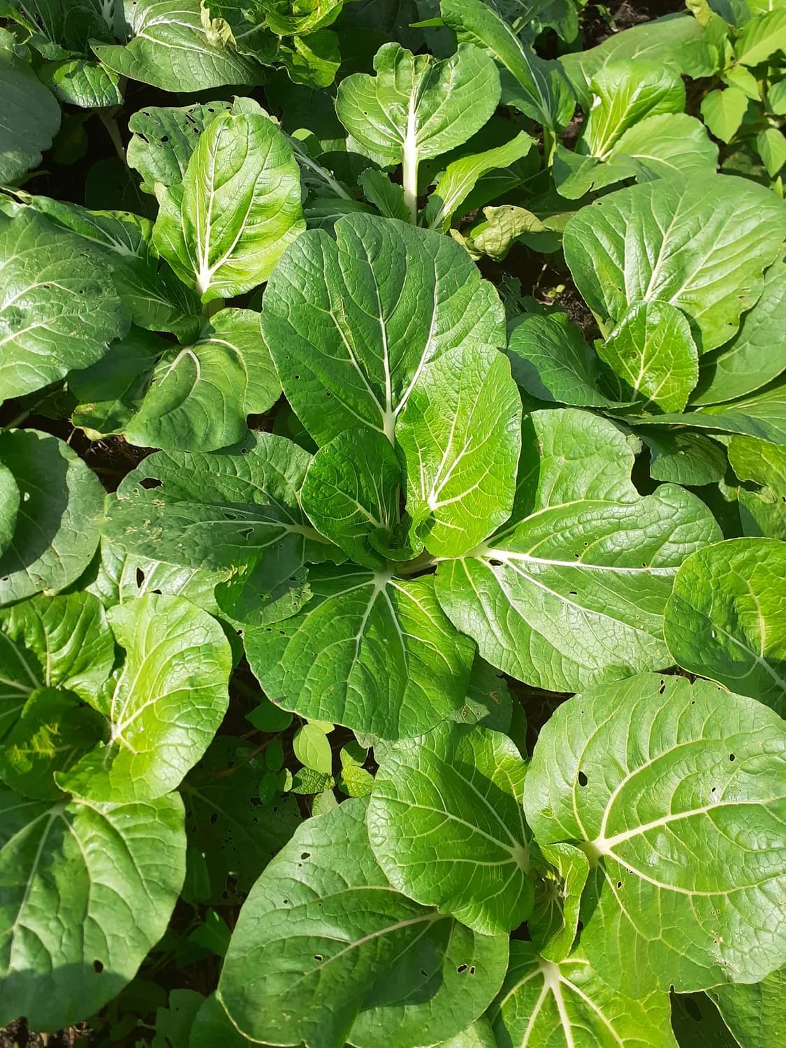 华中农大培育“华芥11号”新品种，产量增20%破解芥菜种植难题