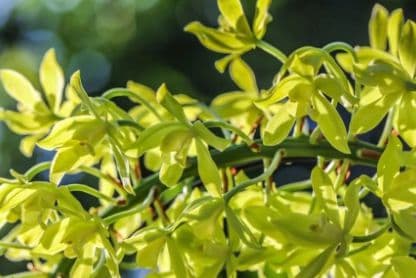兰花植料选择与环境调控