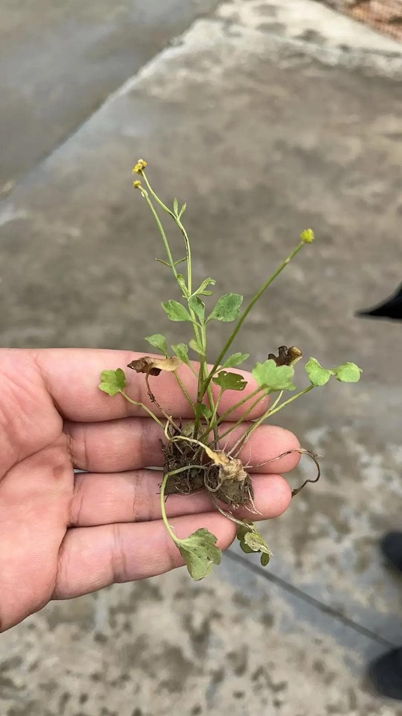 猫爪草的种植技术及经济效益分析