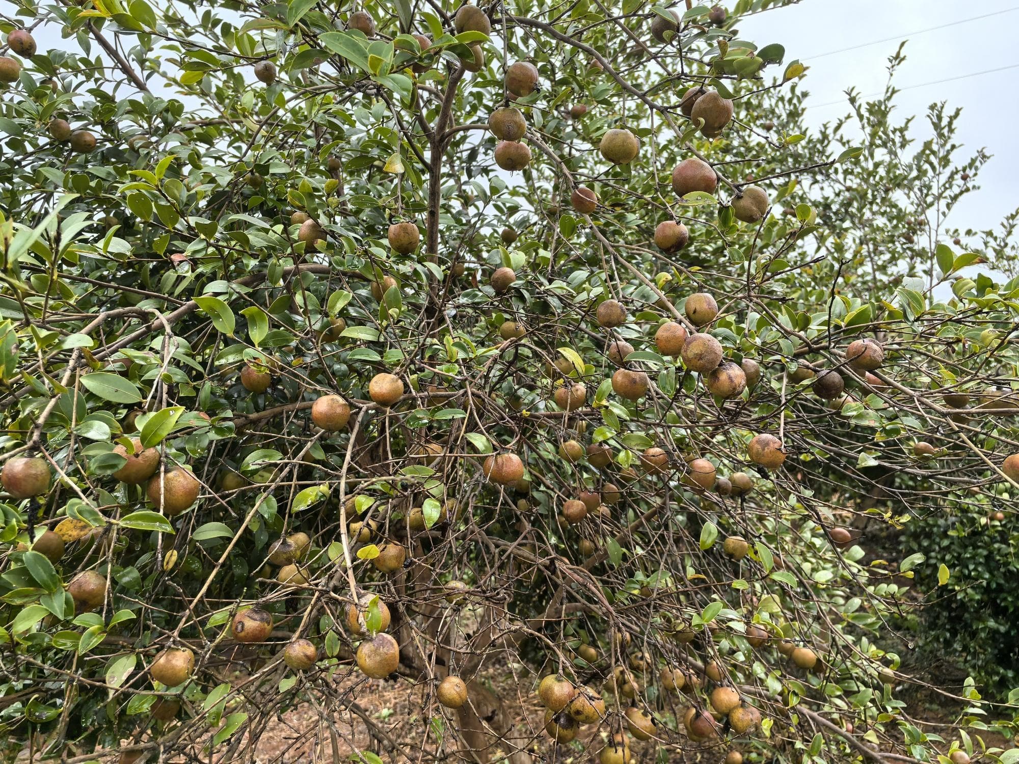 常宁科技赋能66万余亩油茶林迎丰收
