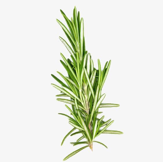 香草：从植物学到烹饪的全面指南