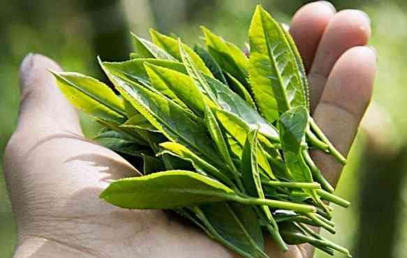 茶叶的芳香物质成分：种类、提取方法及其功效