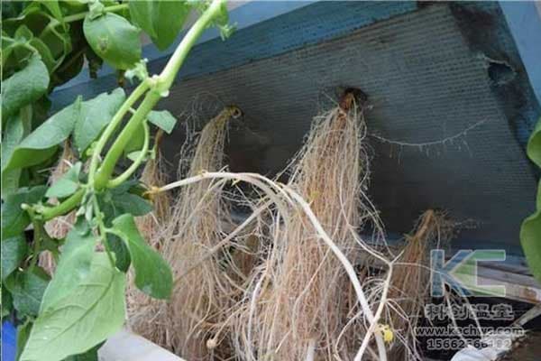 无土栽培基质的选用原则