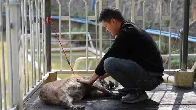 野猪闯居民区引关注，专家提醒注意防护，但这只除外......