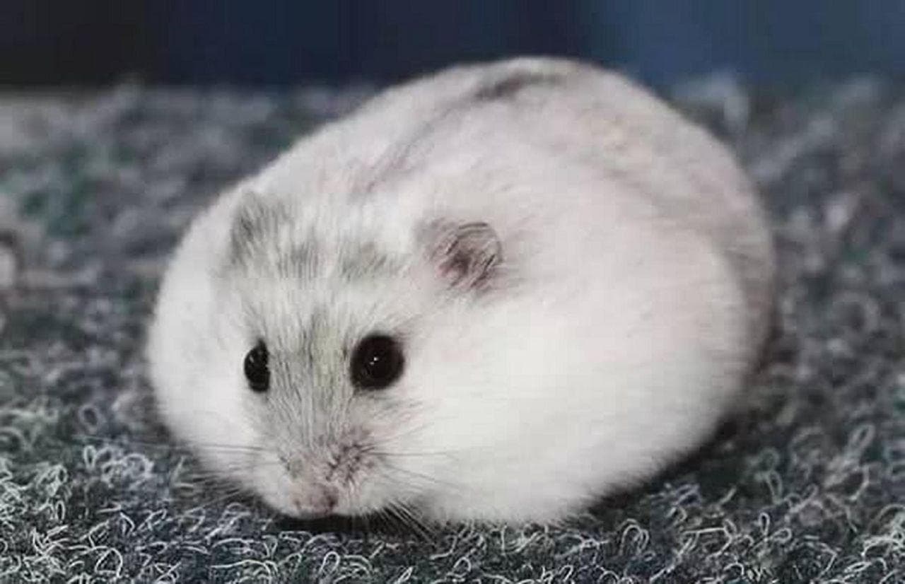 加卡利亚仓鼠：从选购到饲养的全方位指南