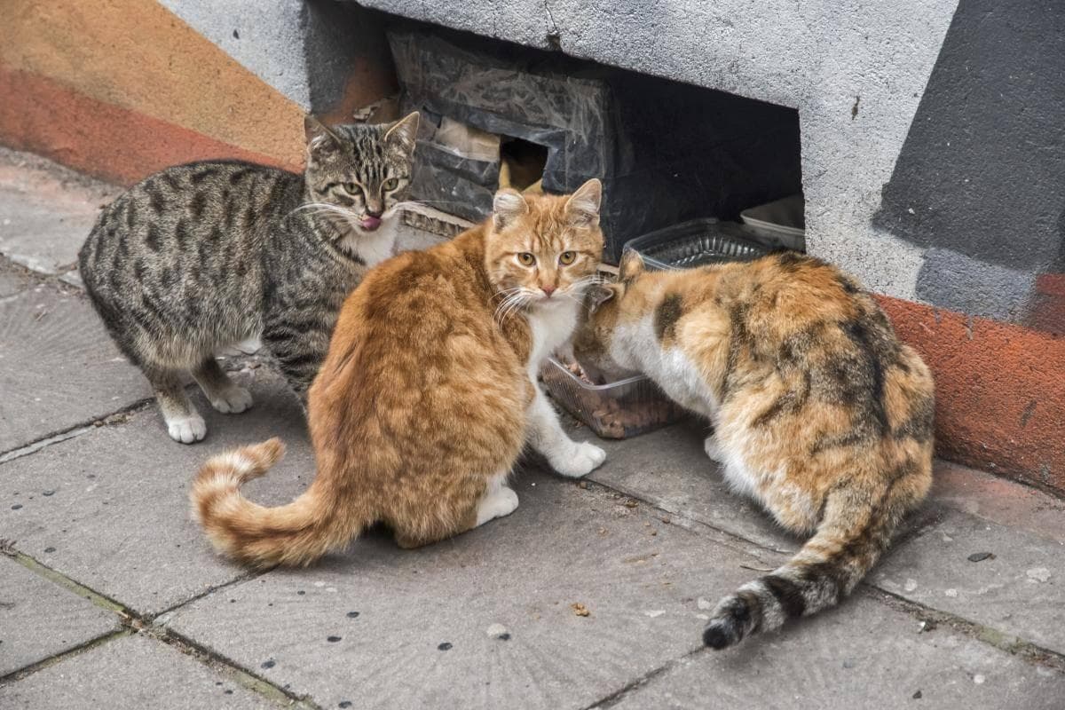 用猫砂和猫粮给流浪猫闻，流浪猫就会帮你找到丢失的猫？是真是假