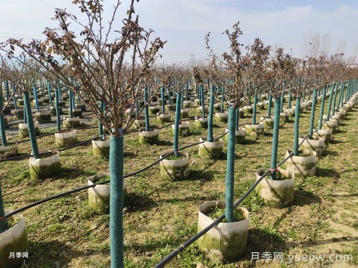 三月份南北方园林养护工作指南