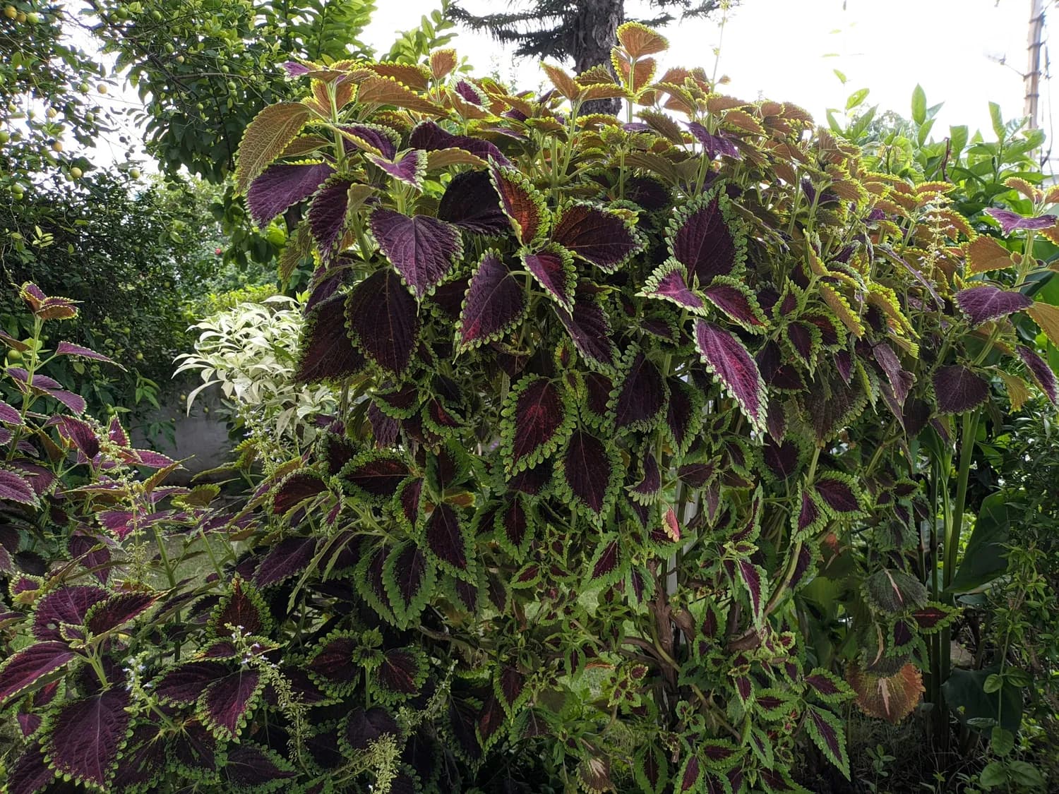 秋冬养生必备：紫苏种植小窍门