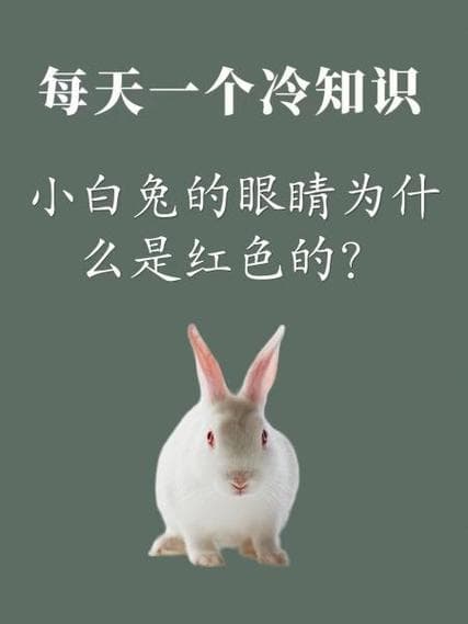 小白兔眼晴为什么是红的?