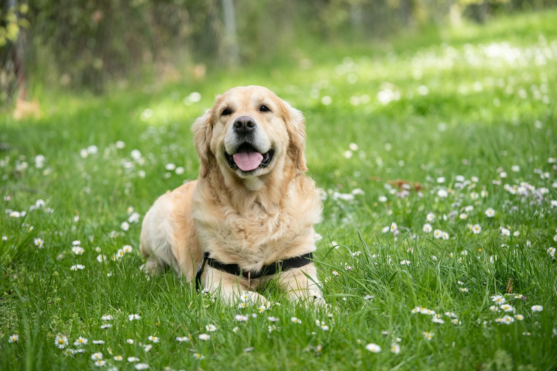 金毛犬每天需要多久运动量