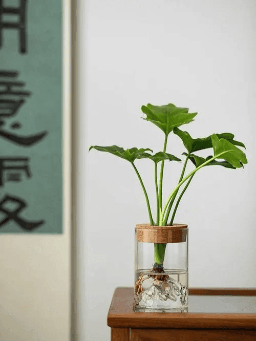 如何自制水培营养液？水培营养液配置要点（详细）