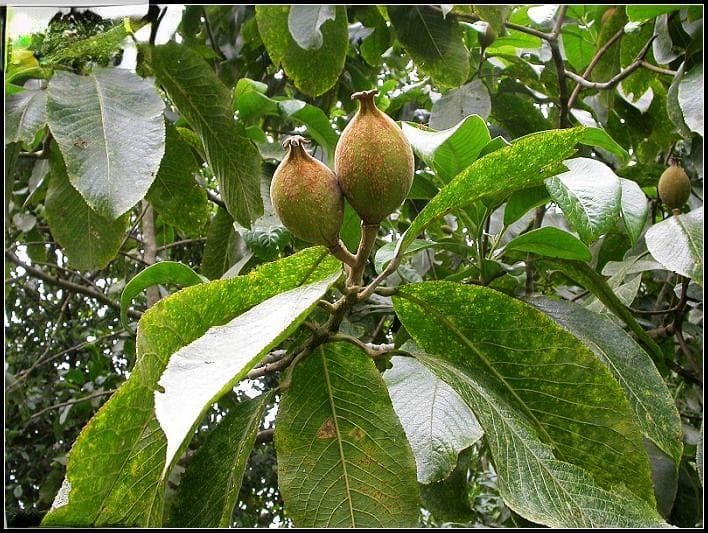 栀子皮Itoa orientalis Hemsl.