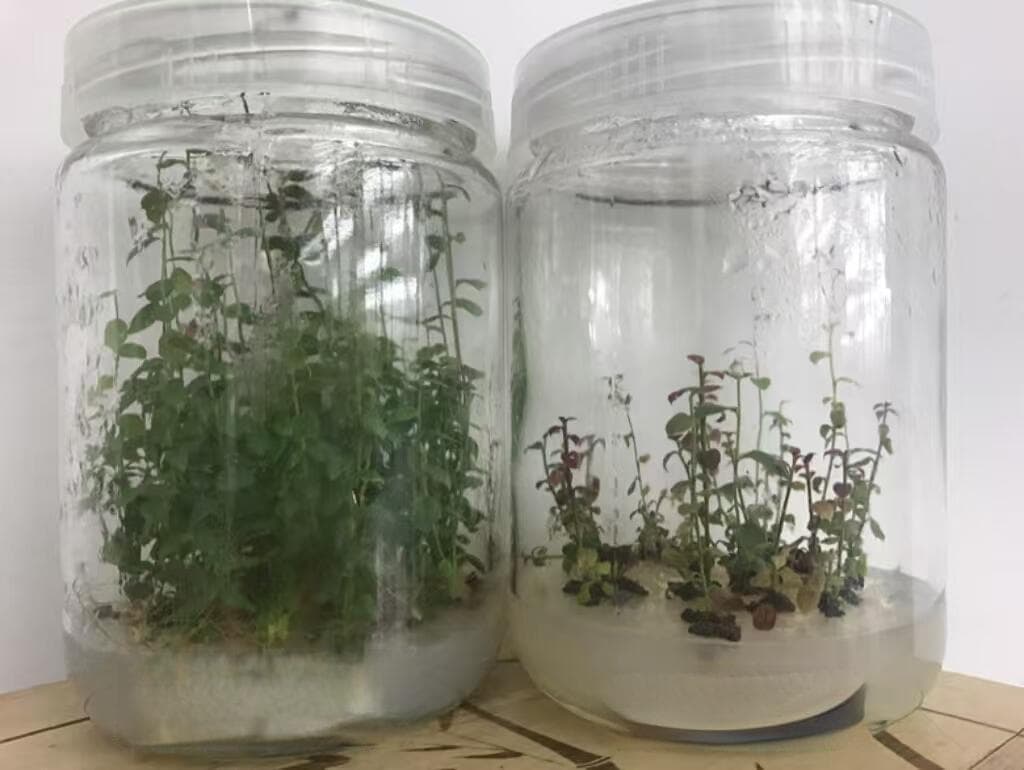 植物组织培养霉菌、真菌污染处理  外植体消毒代替升汞培养皿灭菌