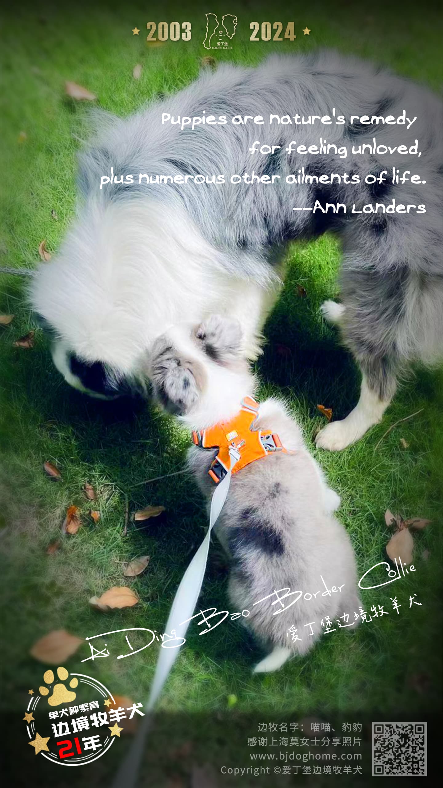 边境牧羊犬幼犬到家后腹泻怎么办？原因分析与处理方法